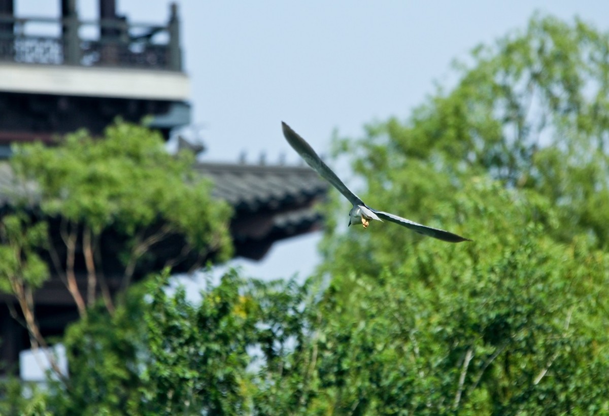 明湖——天鹅●夜鹭
