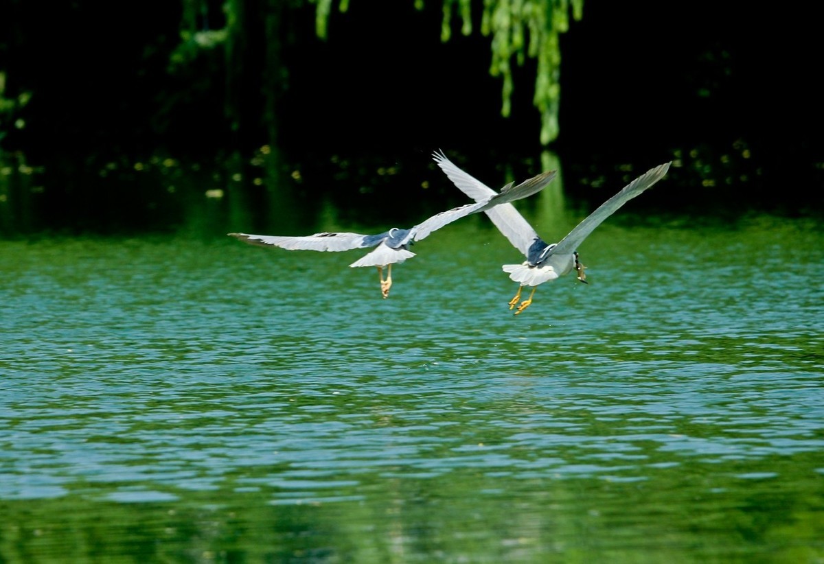 明湖——天鹅●夜鹭