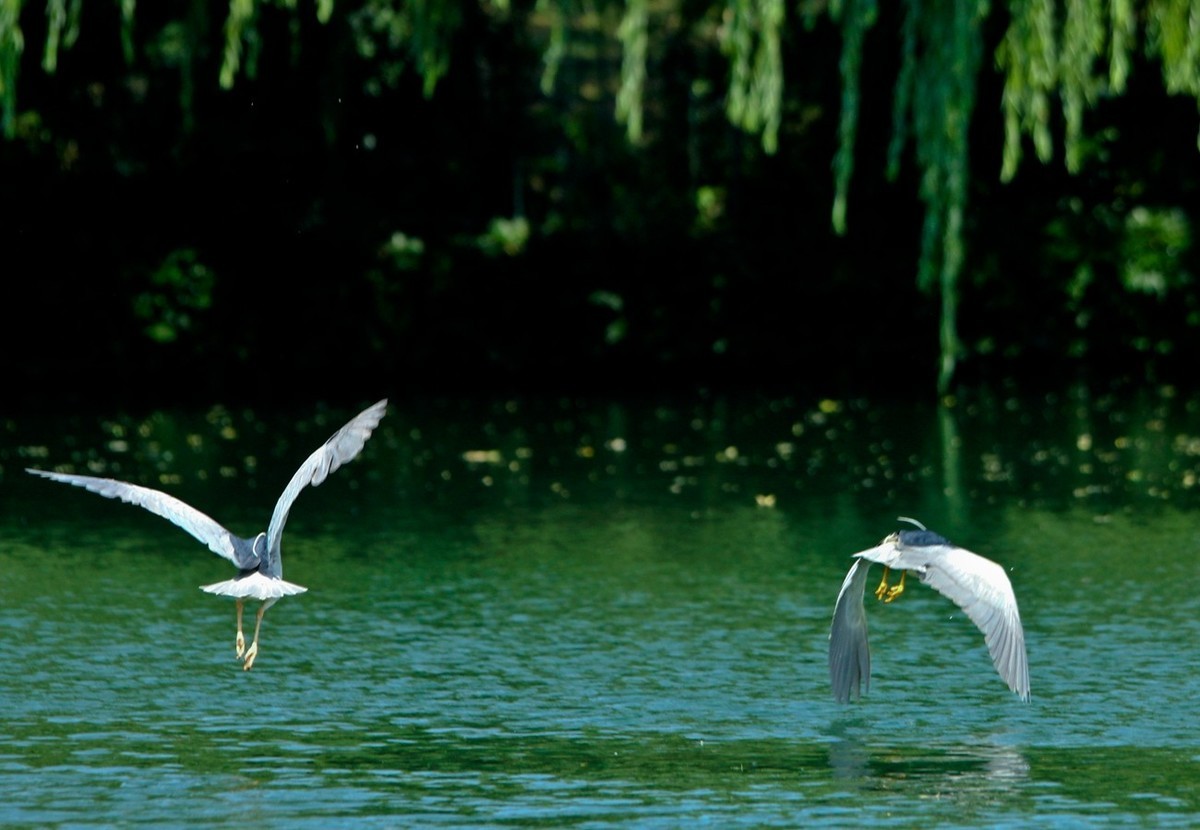 明湖——天鹅●夜鹭
