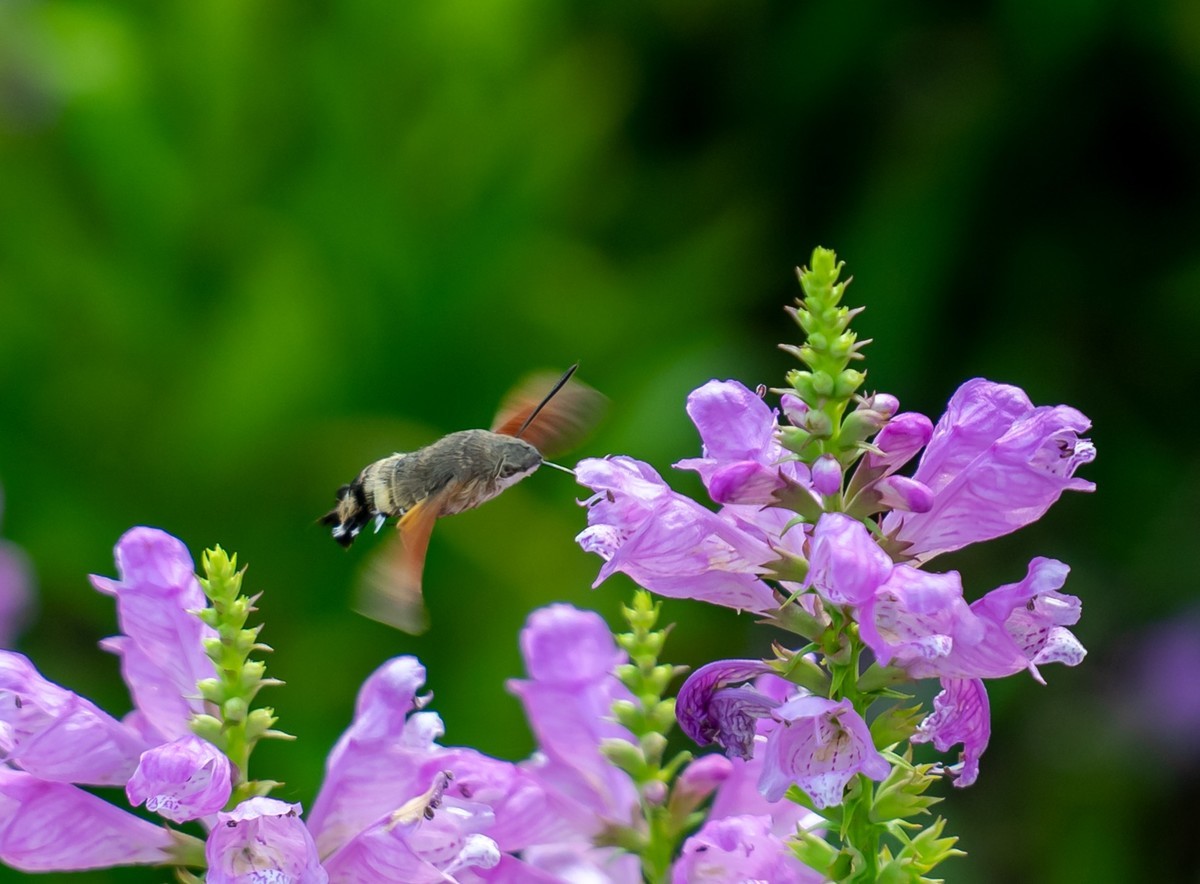 百花园（52）-----天蛾戏花（伪龙头花）