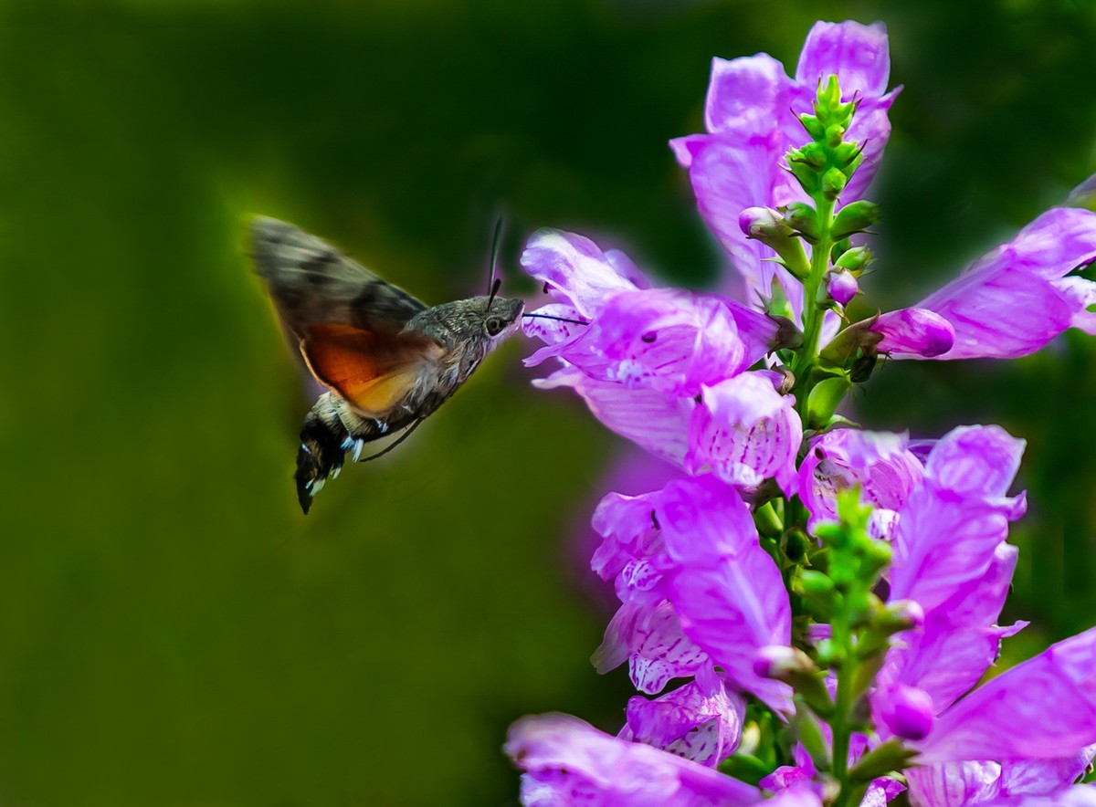 百花园（52）-----天蛾戏花（伪龙头花）