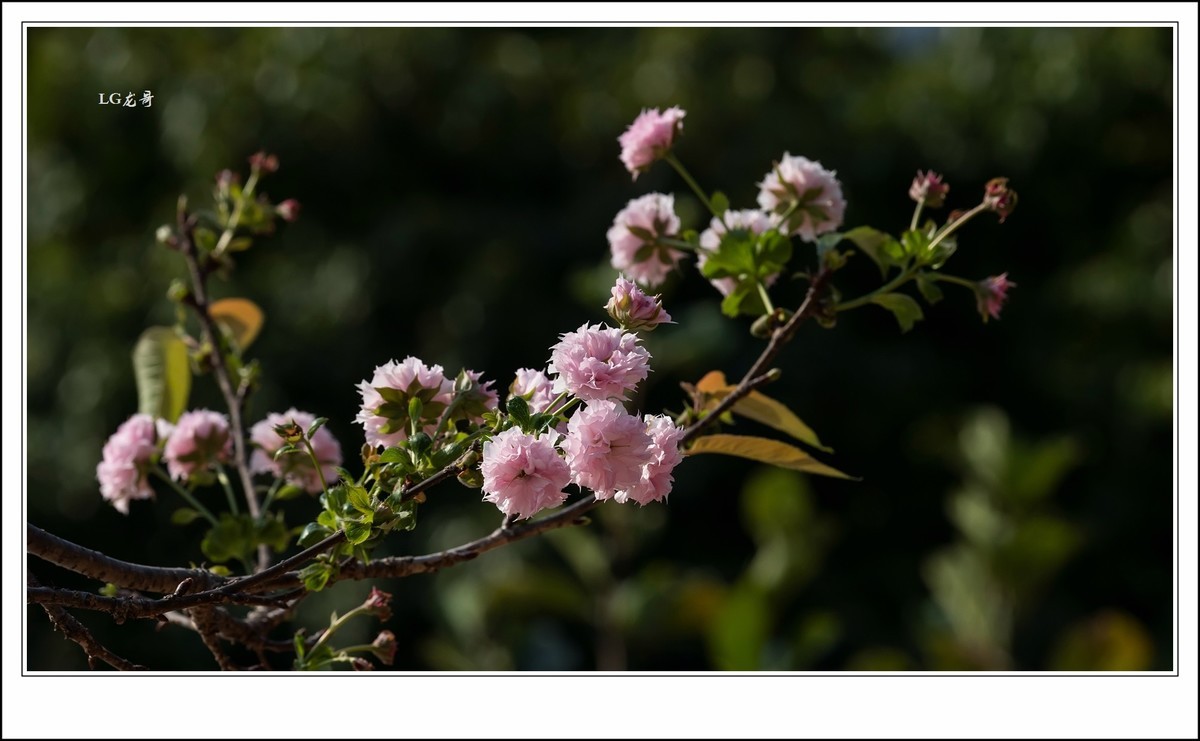 ★★★★★倒春寒，小阳春，樱花开在秋天里