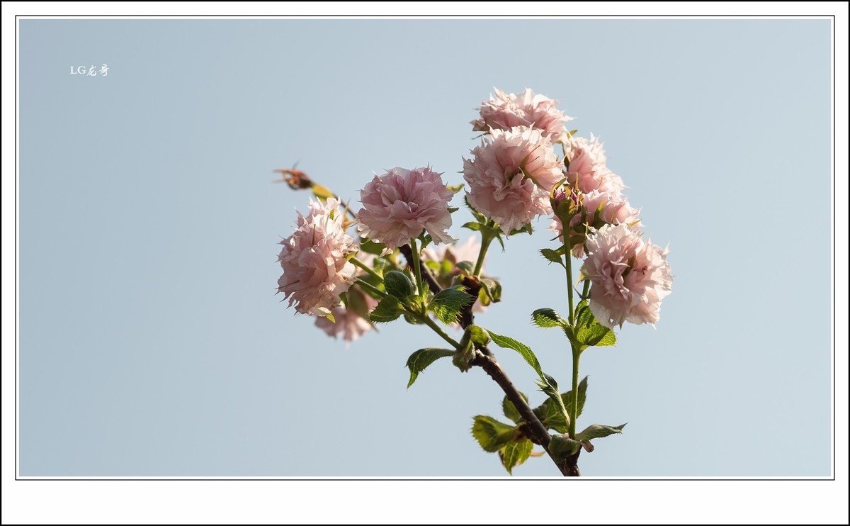 ★★★★★倒春寒，小阳春，樱花开在秋天里