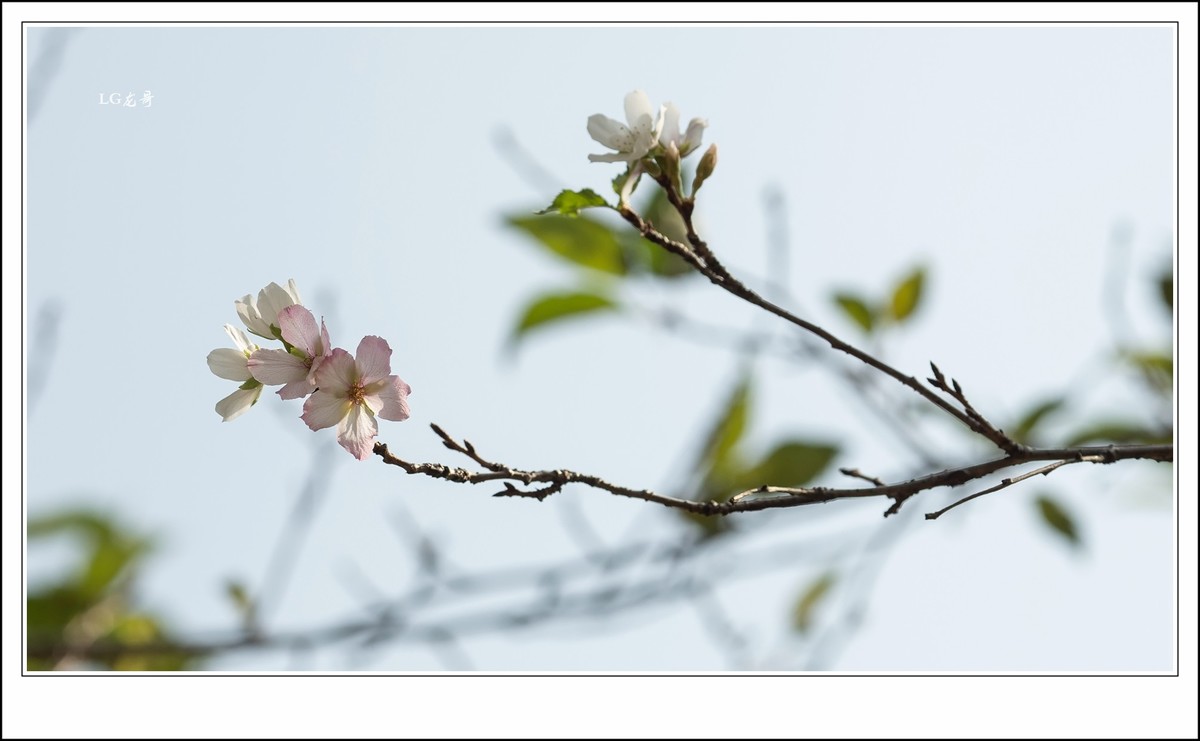 ★★★★★倒春寒，小阳春，樱花开在秋天里
