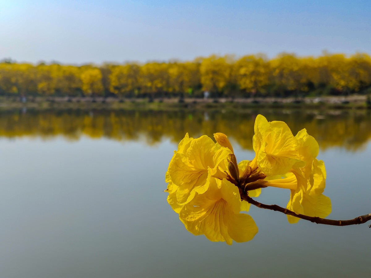 满城黄金甲〔记佛山三水风铃木种植园〕