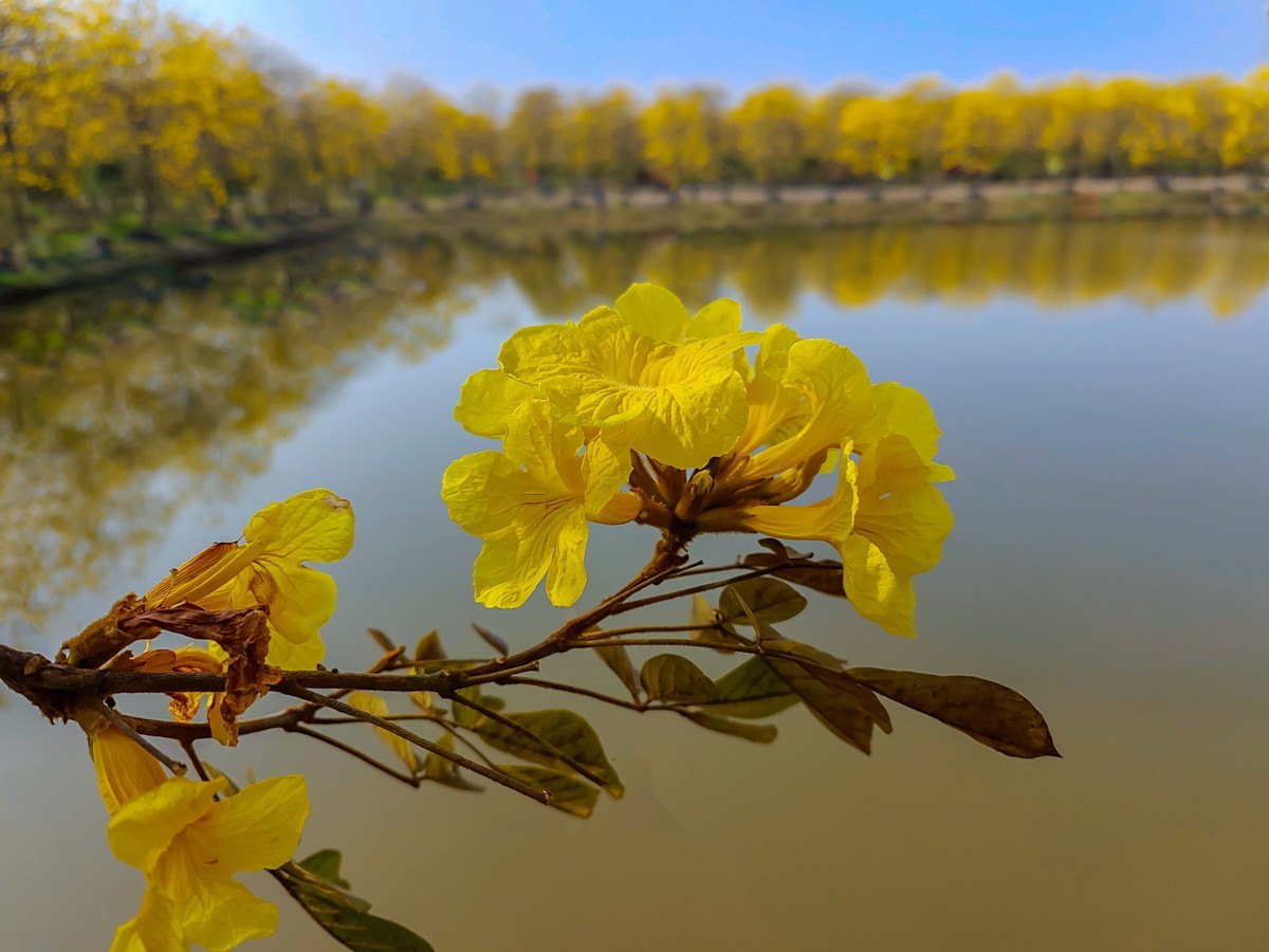 满城黄金甲〔记佛山三水风铃木种植园〕