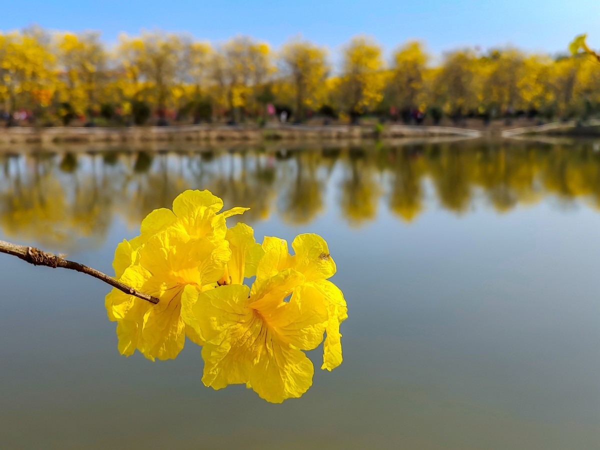 满城黄金甲〔记佛山三水风铃木种植园〕