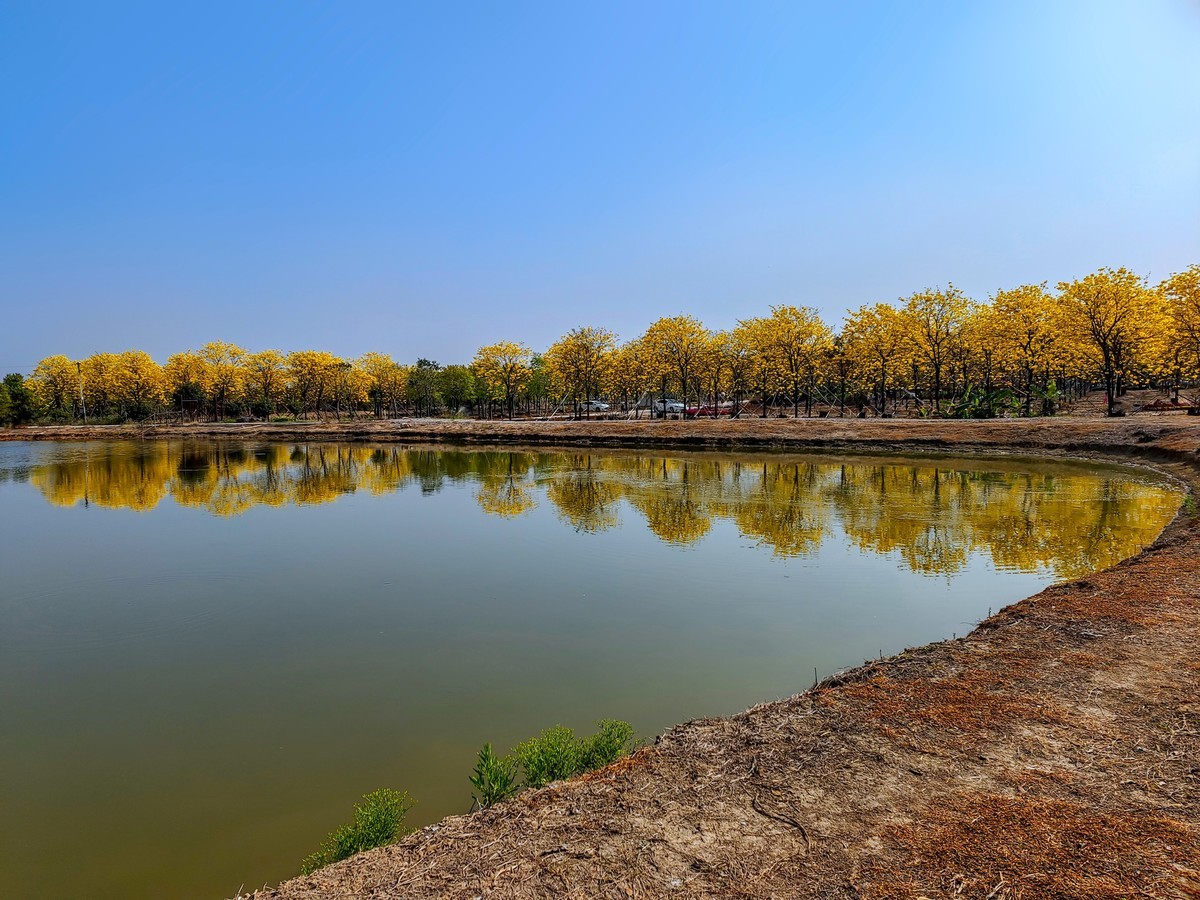 满城黄金甲〔记佛山三水风铃木种植园〕