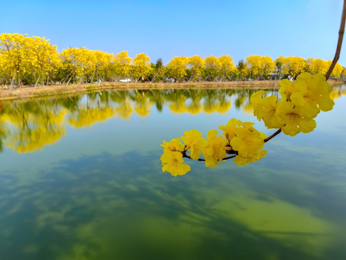 满城黄金甲〔记佛山三水风铃木种植园〕