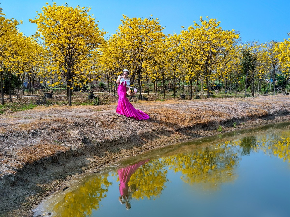 满城黄金甲〔记佛山三水风铃木种植园〕