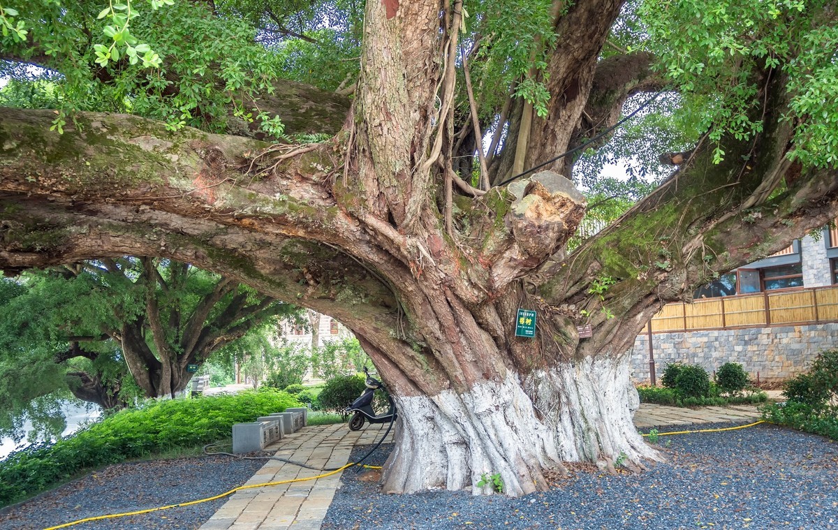 千年古镇百年古树-中关村在线摄影论坛
