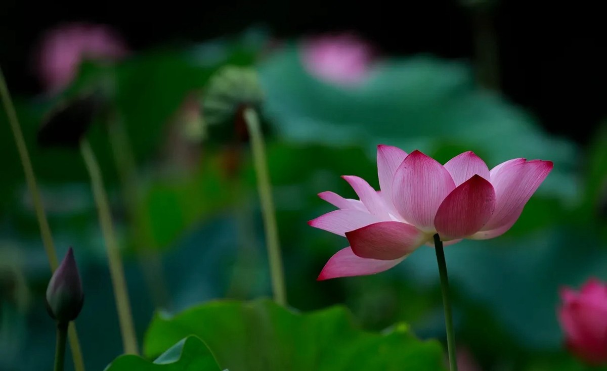 惟有绿荷红菡萏9