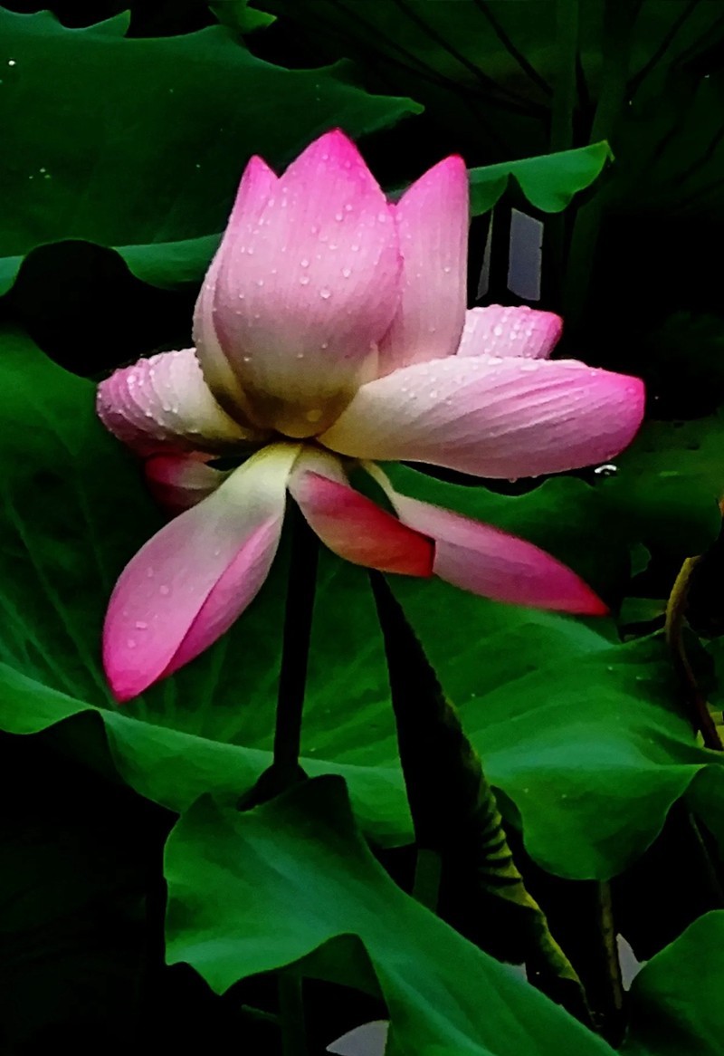 惟有绿荷红菡萏9