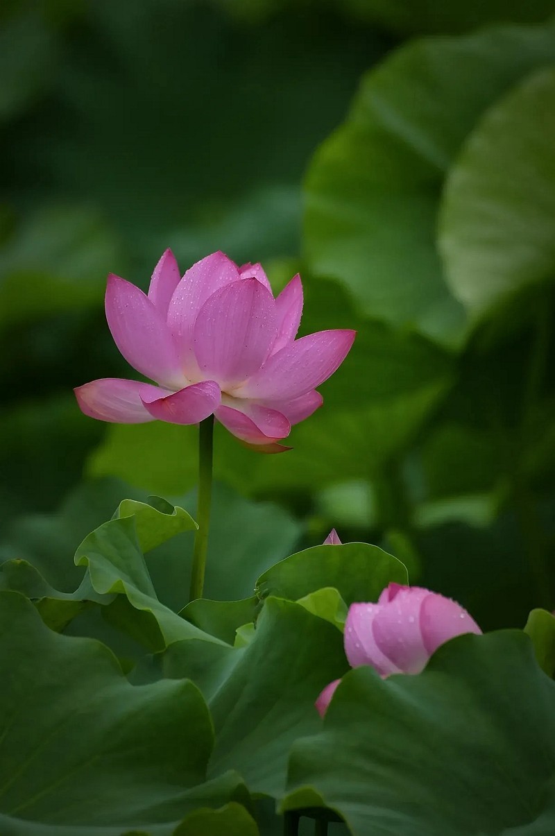 惟有绿荷红菡萏9