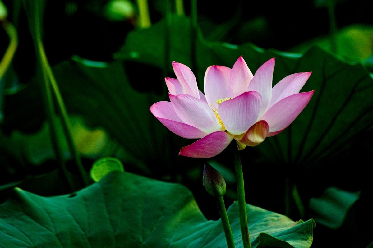 夏日——为荷而来（二）