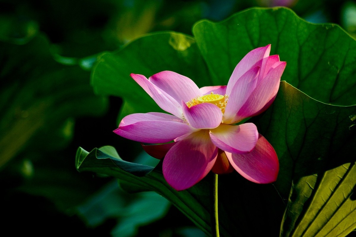 夏日——为荷而来（二）