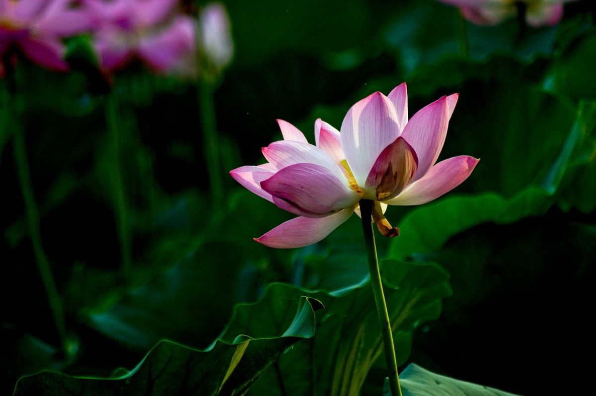 夏日——为荷而来（二）