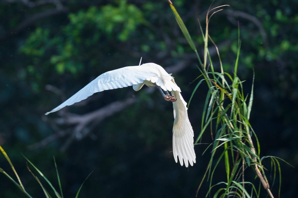 公园拍鹭（23-41）