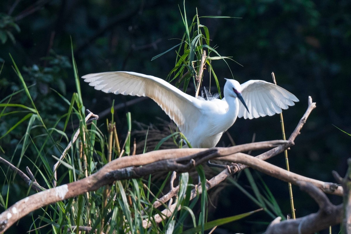 公园拍鹭（23-41）