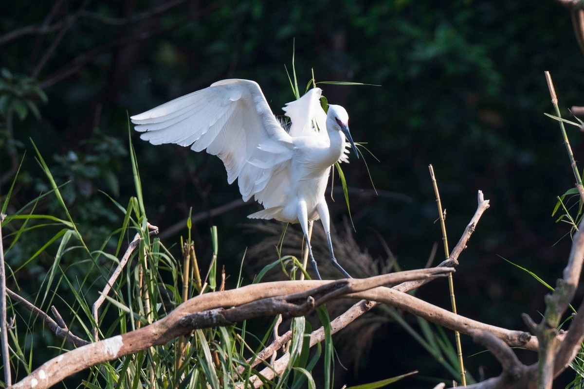 公园拍鹭（23-41）