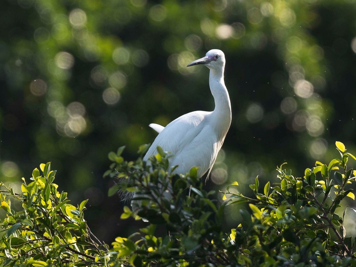 公园拍鹭（23-41）