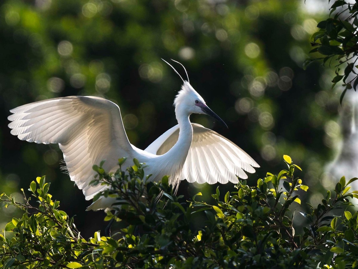 公园拍鹭（23-41）