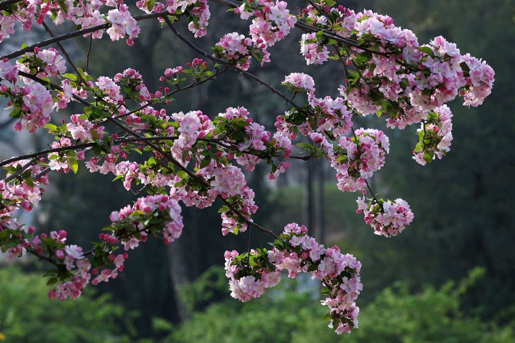 花团锦簇的土城遗址公园