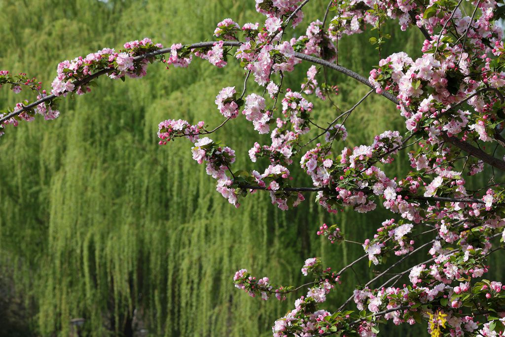 花团锦簇的土城遗址公园