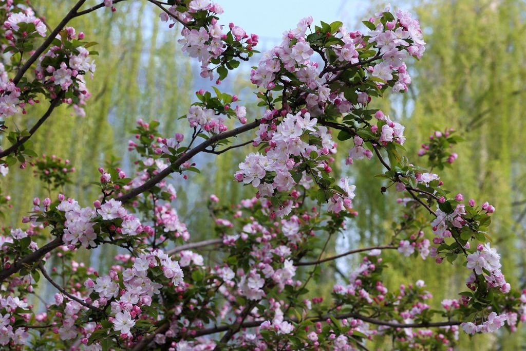 花团锦簇的土城遗址公园