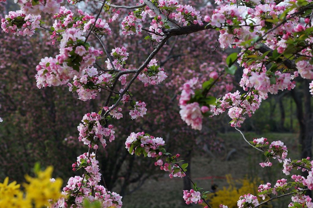 花团锦簇的土城遗址公园