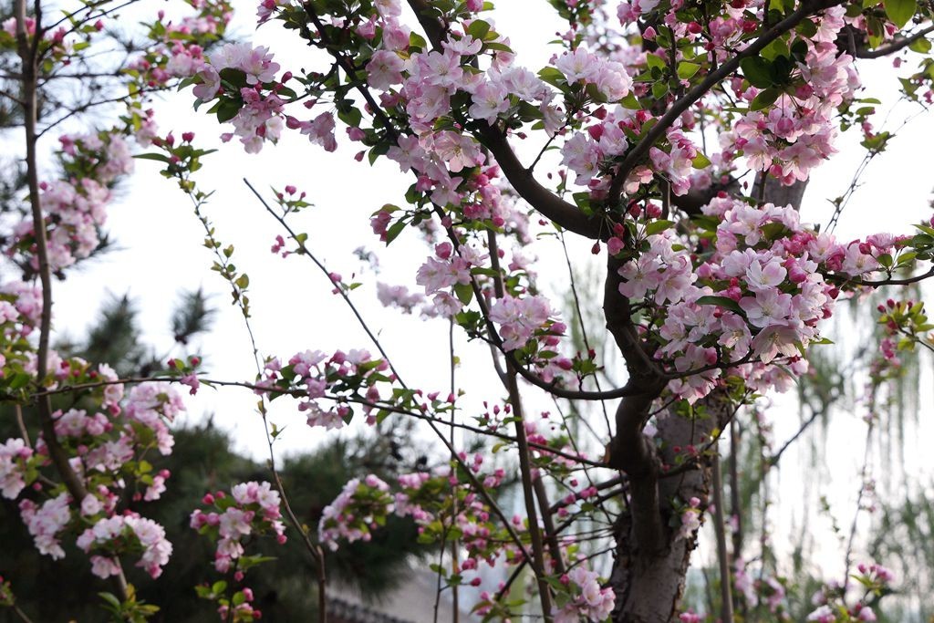 花团锦簇的土城遗址公园