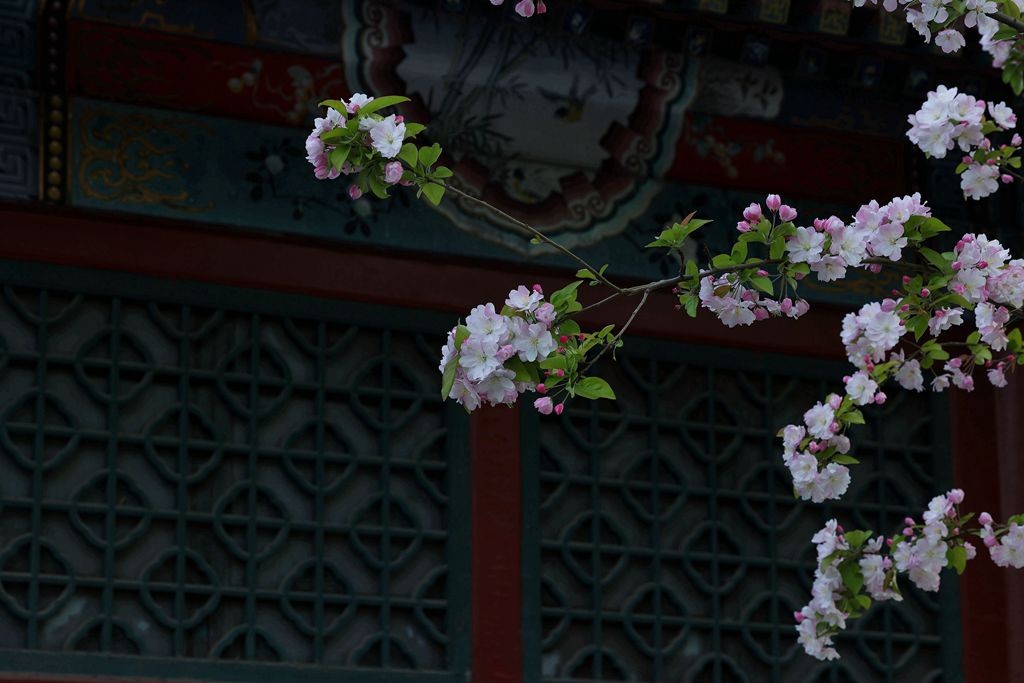 花团锦簇的土城遗址公园