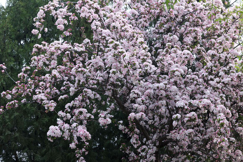 花团锦簇的土城遗址公园