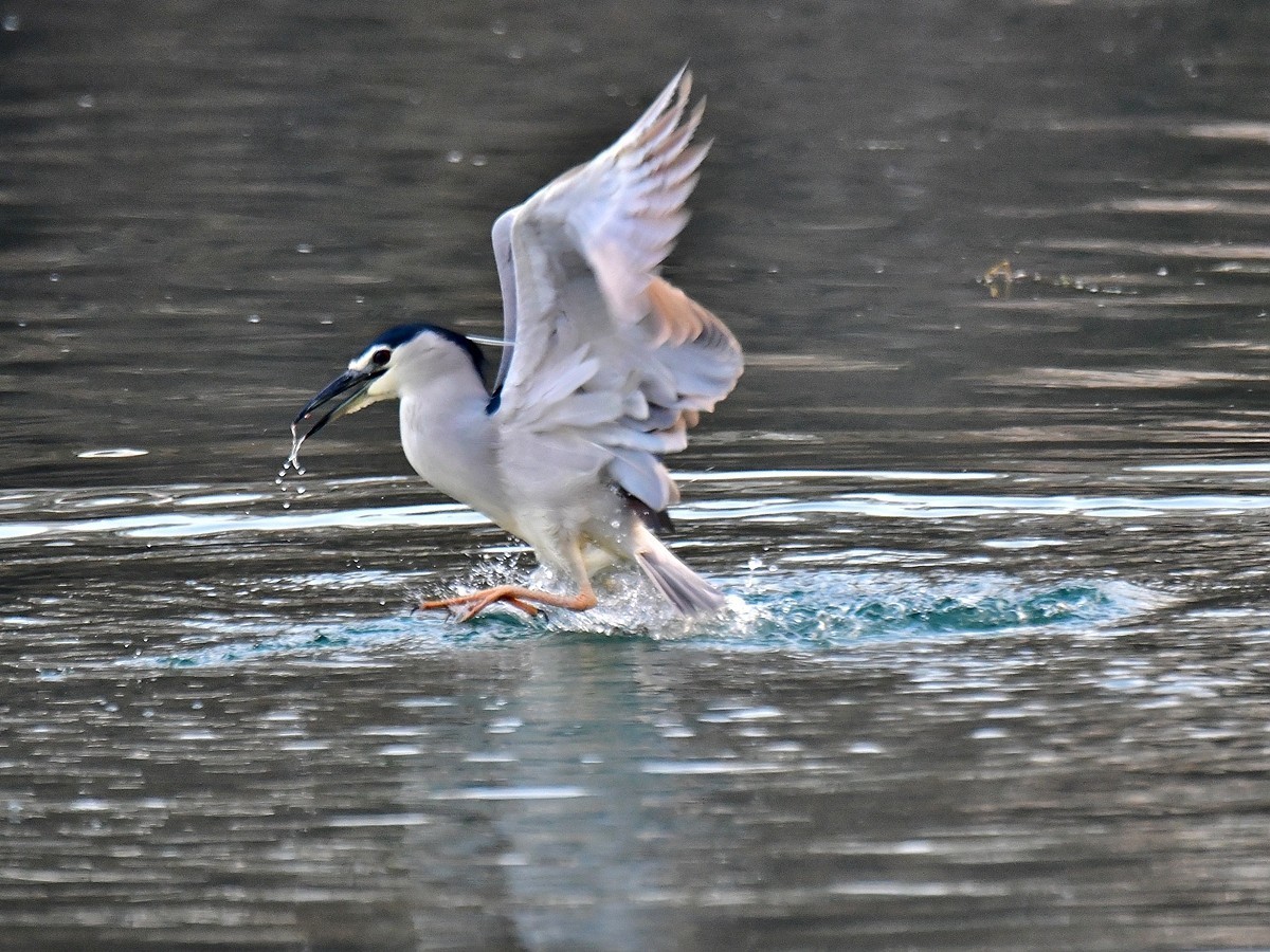 【视觉光影】明湖夜鹭（1）