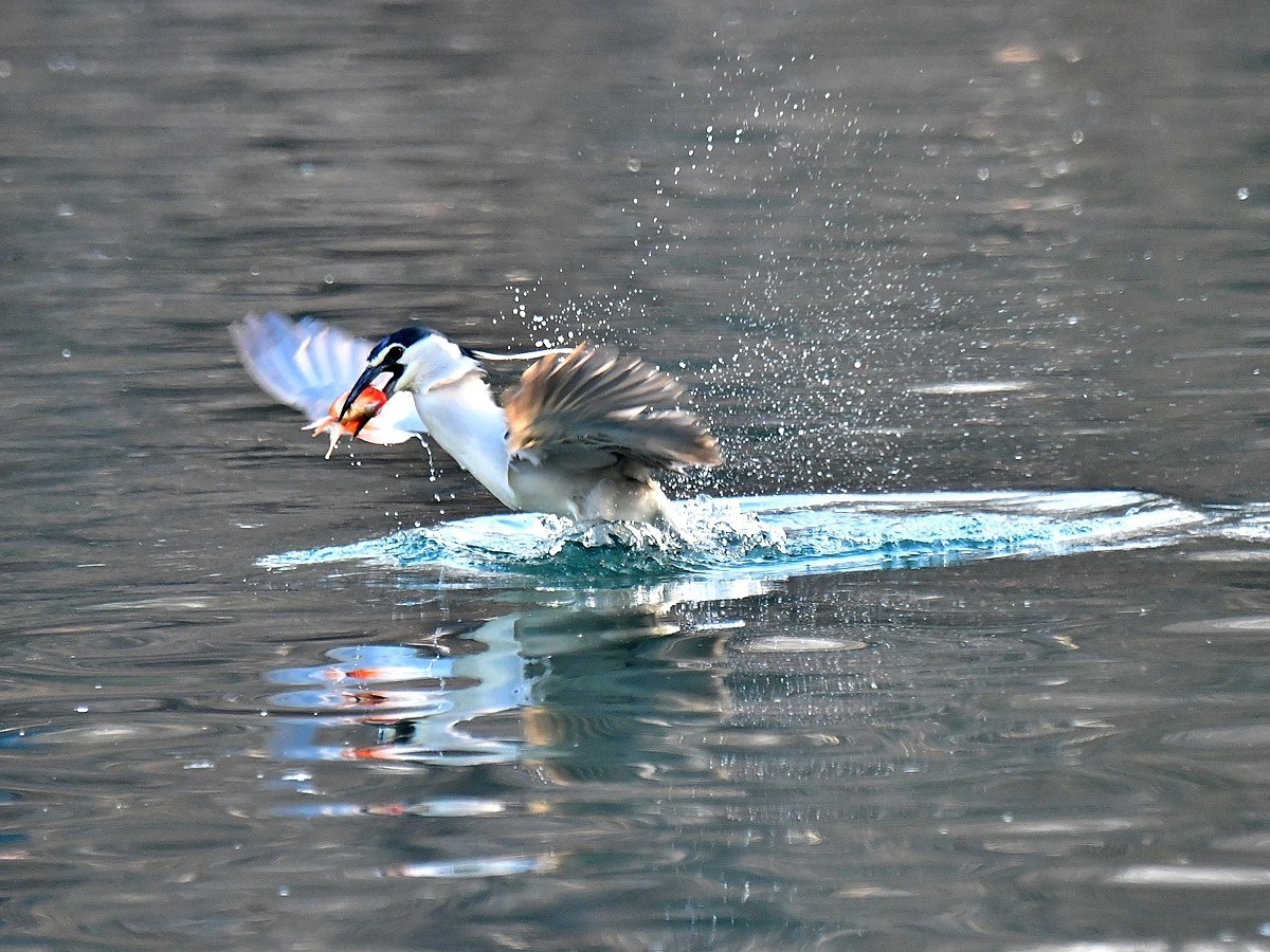 【视觉光影】明湖夜鹭（1）