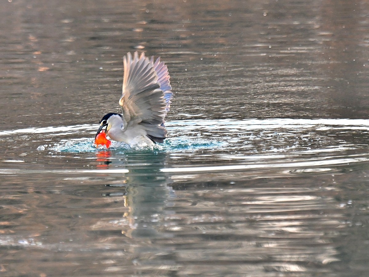 【视觉光影】明湖夜鹭（1）