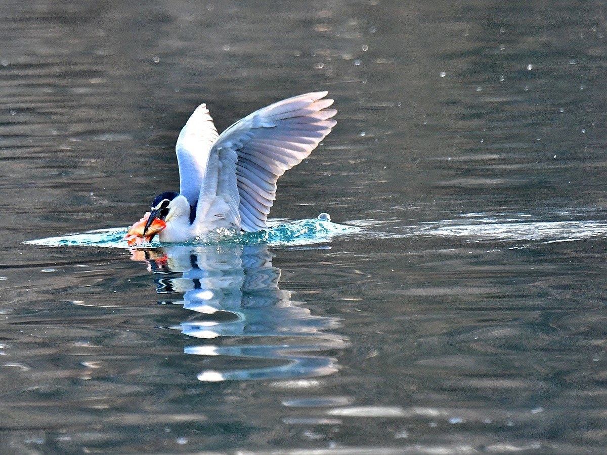 【视觉光影】明湖夜鹭（1）
