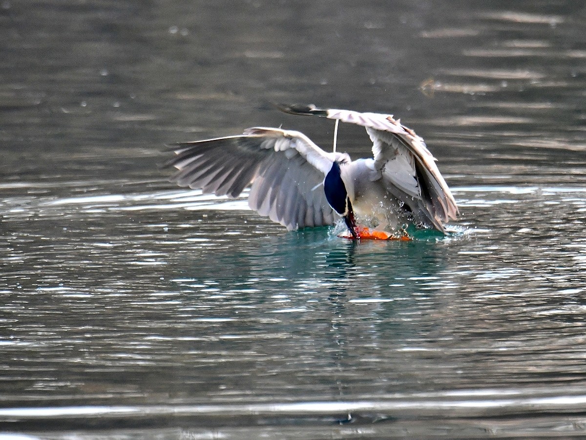 【视觉光影】明湖夜鹭（1）