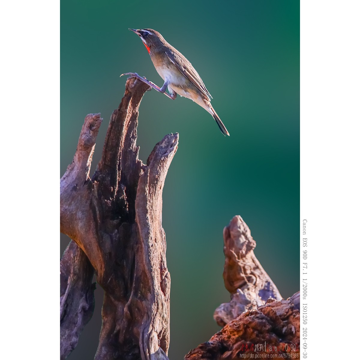 红喉歌鸲（9.30）8 完