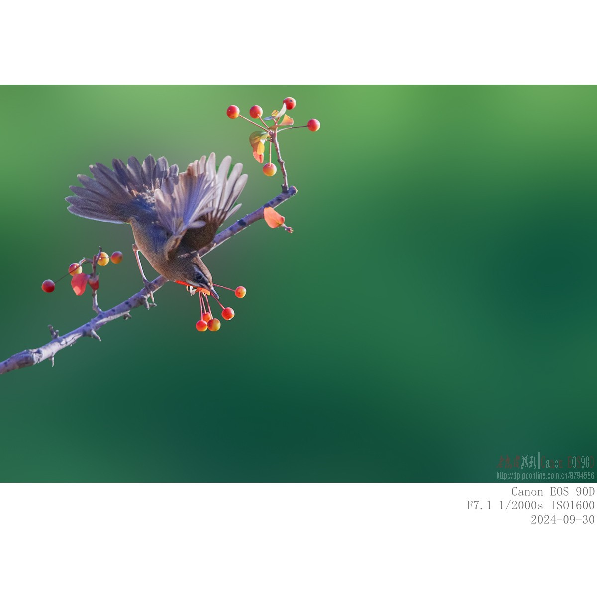 红喉歌鸲（9.30）8 完