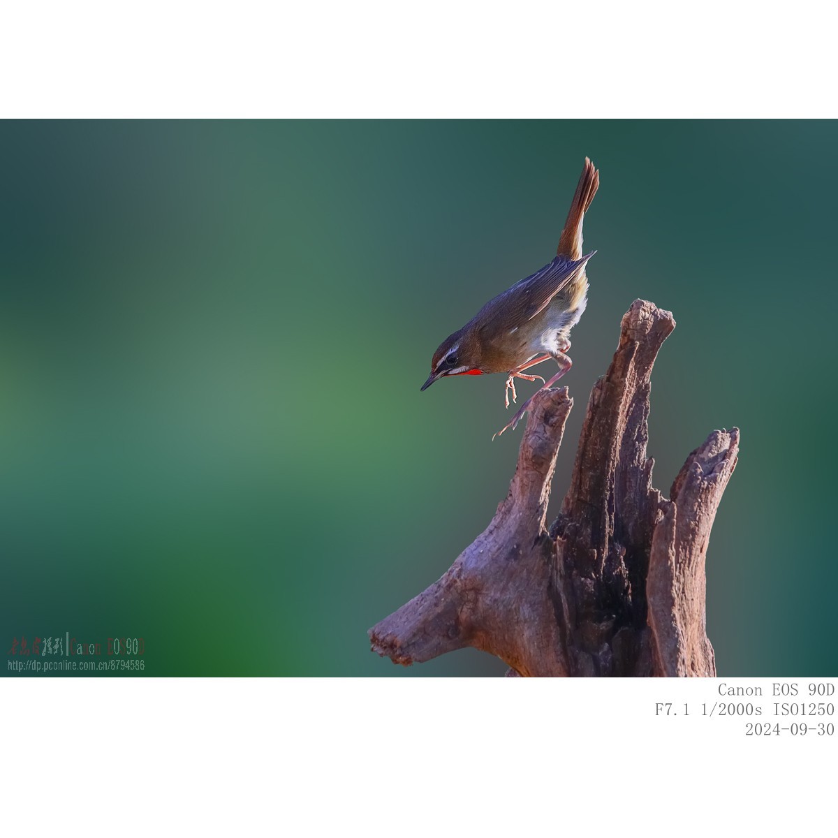 红喉歌鸲（9.30）8 完