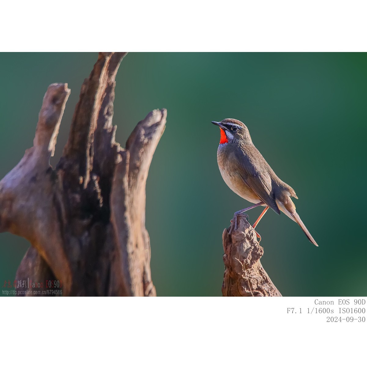 红喉歌鸲（9.30）8 完