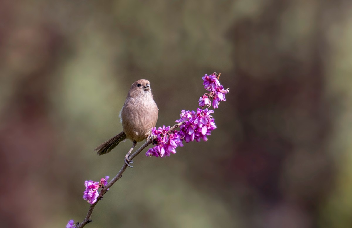 粽头鸦雀（二）