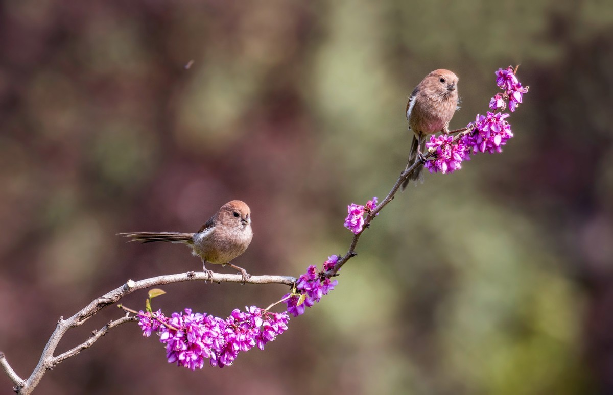 粽头鸦雀（二）