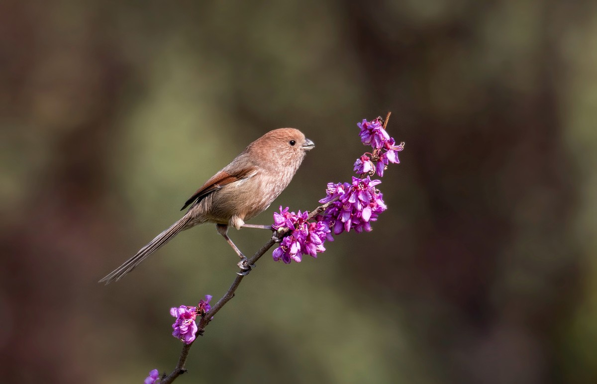 粽头鸦雀（二）