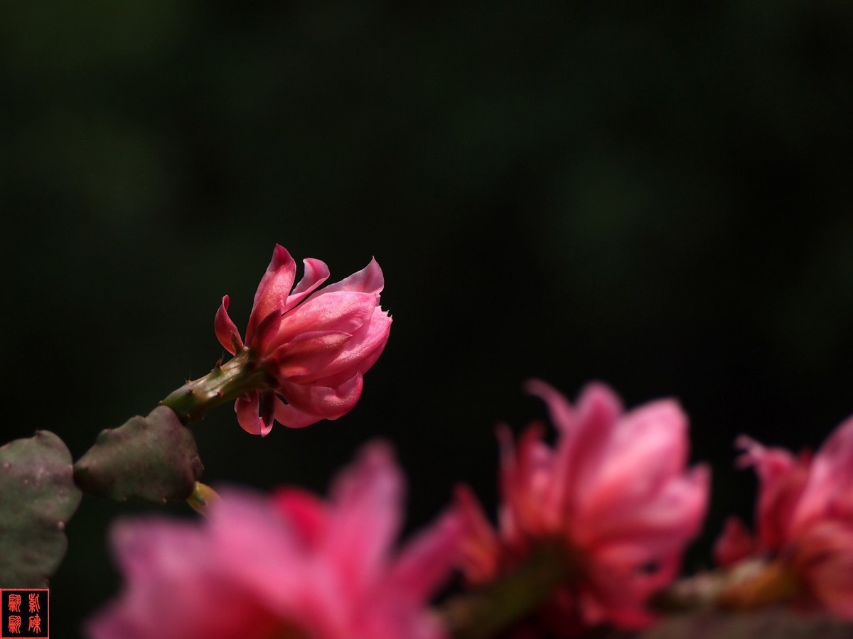 2022开在花园里的令箭荷花(34)