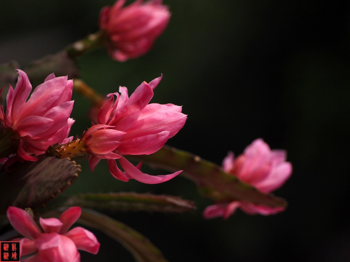 2022开在花园里的令箭荷花(34)