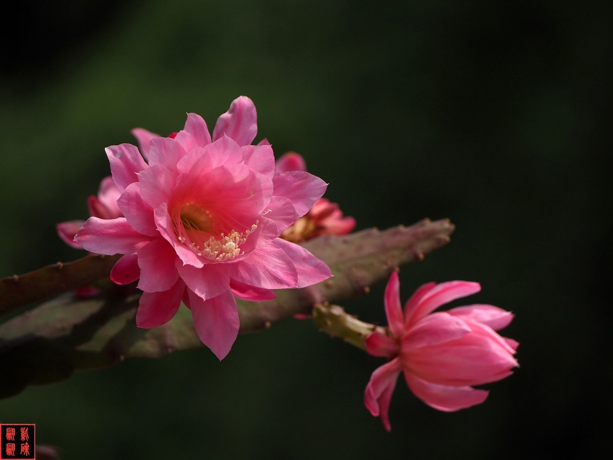 2022开在花园里的令箭荷花(34)