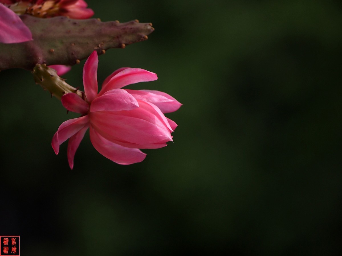 2022开在花园里的令箭荷花(34)