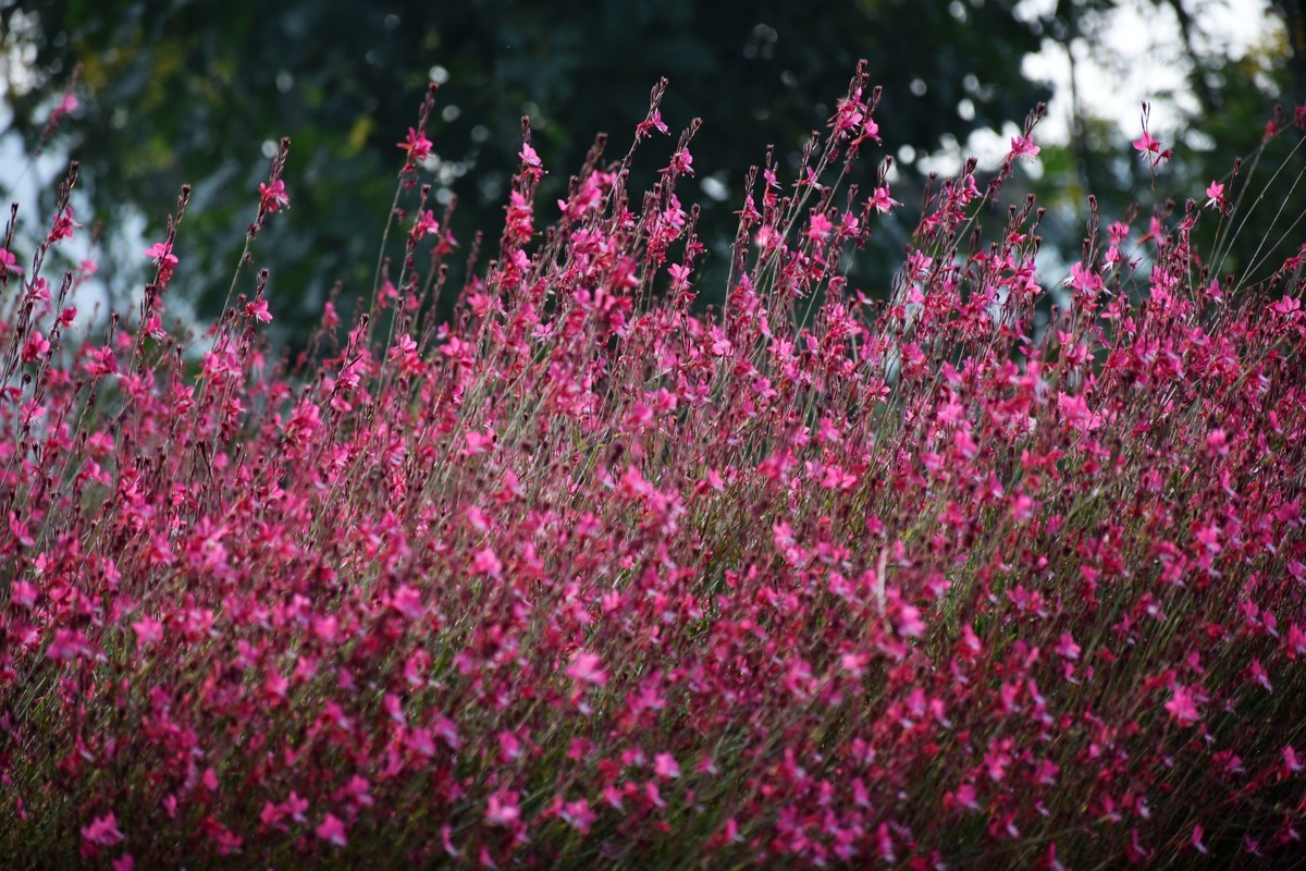 海上之桥，桥边有花